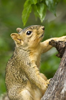 Eastern Fox Squirrel (Sciurus niger) on tree trunk Eastern Fox Squirrel (Sciurus niger) on tree trunk