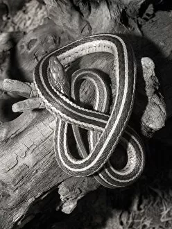 Images Dated 1st July 2004: Eastern garter snake on log Thamnophis s. sirtalis Kettle River, MN