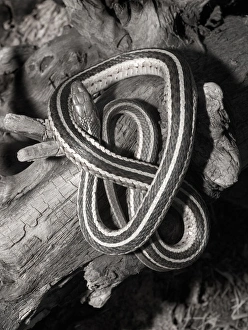 Eastern garter snake on log Thamnophis s. sirtalis Kettle River, MN Eastern garter snake on log Thamnophis s. sirtalis Kettle River, MN
