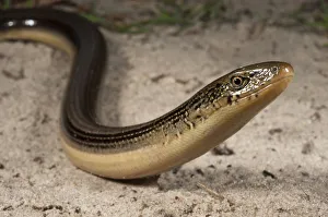 Eastern Glass Lizard (Ophisaurus ventralis) Little St Simons Island, Barrier Islands Eastern Glass Lizard (Ophisaurus ventralis) Little St Simons Island, Barrier Islands
