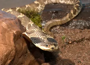 Images Dated 4th July 2004: Eastern Hognose snake showing the cobra like flaring of the neck activated when it