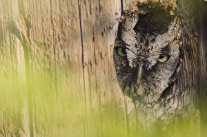 Eastern Screech-Owl, Megascops asio, adult in nest hole, Willacy County, Rio Grande Valley Eastern Screech-Owl, Megascops asio, adult in nest hole, Willacy County, Rio Grande Valley