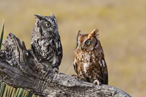 Eastern Screech Owl (Otus asio) roosting in tree Eastern Screech Owl (Otus asio) roosting in tree