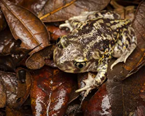 Eastern Spadefoot Toad, Scaphiopus holbrookii, Central Florida