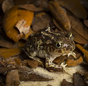 Eastern Spadefoot Toad, Scaphiopus holbrookii, Central Florida Eastern Spadefoot Toad, Scaphiopus holbrookii, Central Florida