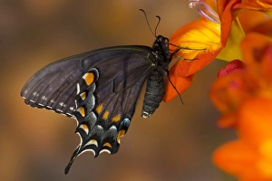 Eastern Tiger Swallowtail, Black Form, Papilio glaucus Eastern Tiger Swallowtail, Black Form, Papilio glaucus