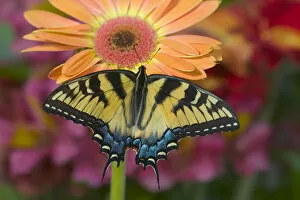 Images Dated 24th December 2005: Eastern Tiger Swallowtail Butterfly, Papilio glaucus