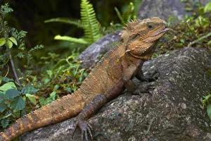 Eastern Water Dragon (Physignathus lesueurii), Australia Eastern Water Dragon (Physignathus lesueurii), Australia