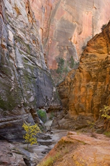 Echo Canyon, East Rim Trail, Zion National Park, near St. George, Utah Echo Canyon, East Rim Trail, Zion National Park, near St. George, Utah