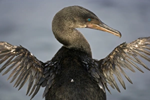 Ecuador. Flightless Cormorant drying out its stunted wings on Fernanadina Island in the Ecuador. Flightless Cormorant drying out its stunted wings on Fernanadina Island in the
