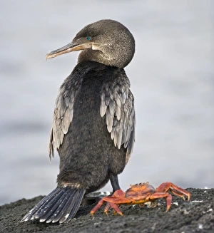 Ecuador. Flightless Cormorant and Sally Lightfoot Crab on Fernanadina Island in Ecuador. Flightless Cormorant and Sally Lightfoot Crab on Fernanadina Island in