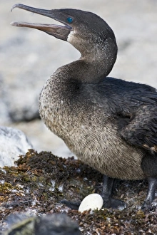 Ecuador. Flightless Cormorant sitting on a nest of seaweed on Fernanadina Island in the Ecuador. Flightless Cormorant sitting on a nest of seaweed on Fernanadina Island in the