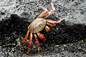 Ecuador, Galapagos, Floreana, Punta Cormoran. Colorful Sally lightfoot crab (wild
