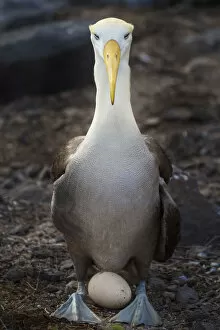 Ecuador, Galapagos Islands, Espanola Island. Waved albatross over egg