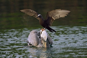 Ecuador, Galapagos Islands, Santa Cruz. Brown noddy lands on head of surprised brown Ecuador, Galapagos Islands, Santa Cruz. Brown noddy lands on head of surprised brown