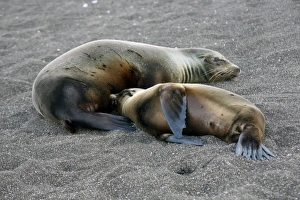 Ecuador, Galapagos Islands, Santiago Island, James Island, Port Egas. A Sea Lion Ecuador, Galapagos Islands, Santiago Island, James Island, Port Egas. A Sea Lion