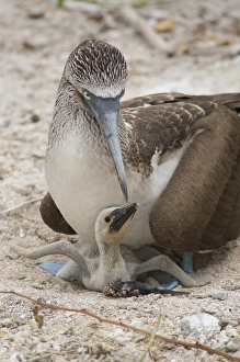 Ecuador, Galapagos, Lobos Island. Nesting Blue-footed Booby (WILD: Sula nebouxii Ecuador, Galapagos, Lobos Island. Nesting Blue-footed Booby (WILD: Sula nebouxii