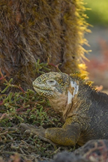 Ecuador, Galapagos National Park. Profile of land iguana