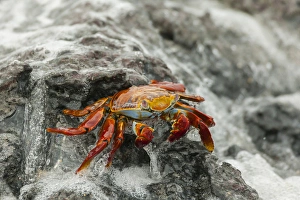 Ecuador, Galapagos National Park. Sally lightfoot crab on beach rock Ecuador, Galapagos National Park. Sally lightfoot crab on beach rock
