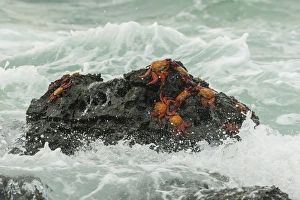 Ecuador, Galapagos National Park. Sally lightfoot crabs on beach rock. Credit as Ecuador, Galapagos National Park. Sally lightfoot crabs on beach rock. Credit as
