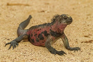 Ecuador Collection: Ecuador, Galapagos National Park. Marine iguana on sand