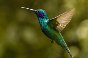 Ecuador, Galapagos National Park, Nono. Profile of sparkling violet-ear hummingbird Ecuador, Galapagos National Park, Nono. Profile of sparkling violet-ear hummingbird