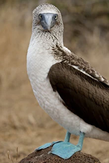 Images Dated 5th August 2012: Ecuador, Galapagos, North Seymour. Blue-footed booby (WILD: Sula nexbouxii excisa)