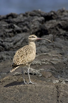 Ecuador, Galapagos, Santiago (aka James). James Bay, Puerto Egas. Whimbrel (WILD Ecuador, Galapagos, Santiago (aka James). James Bay, Puerto Egas. Whimbrel (WILD