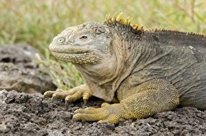 Ecuador, Galapagos, South Plaza Island. Endemic land iguana (Wild Ecuador, Galapagos, South Plaza Island. Endemic land iguana (Wild