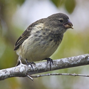 Ecuador. Medium Tree Finch, one of Darwins Finches, in the Galapagos Ecuador. Medium Tree Finch, one of Darwins Finches, in the Galapagos