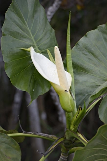 Ecuador, Orellana, Napo River. Calla lily, La Selva Amazon Ecolodge Ecuador, Orellana, Napo River. Calla lily, La Selva Amazon Ecolodge