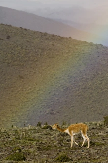Ecuador, wild vicuna (Vicugna vicugna) and rainbow on Mt. Chimborazo (the highest Ecuador, wild vicuna (Vicugna vicugna) and rainbow on Mt. Chimborazo (the highest