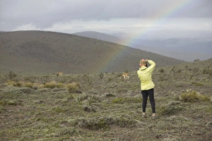 Ecuador, woman photographing wild vicuna (Vicugna vicugna) and rainbow on Mt. Chimborazo Ecuador, woman photographing wild vicuna (Vicugna vicugna) and rainbow on Mt. Chimborazo