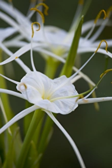 At edge of Pond near Cuero are the Spider Lily At edge of Pond near Cuero are the Spider Lily