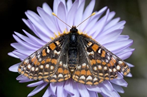 Ediths checkerspot, Euphydryas editha, Cathedral Lake Provincial Park, British Ediths checkerspot, Euphydryas editha, Cathedral Lake Provincial Park, British