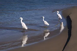 Egrets, Breakwater, Santa Barbara, California Egrets, Breakwater, Santa Barbara, California