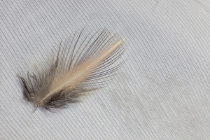 Egyptian Goose Feathers
