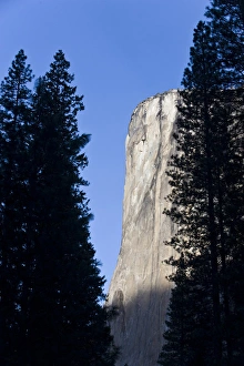 El Capitan as seen through pine trees in Yosemite valley - Yosemite National Park El Capitan as seen through pine trees in Yosemite valley - Yosemite National Park