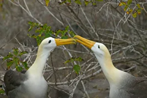 Elaborate courtship dance of Waved Albatros, Galapagos Islands, Equador Elaborate courtship dance of Waved Albatros, Galapagos Islands, Equador