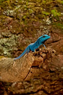 Images Dated 19th July 2009: Electric Blue Day Gecko, Lygodactylus williamsi, Native to Tanzania