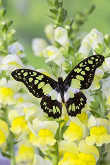 The Electric Green Swallowtail Butterfly, Graphium tyndereus The Electric Green Swallowtail Butterfly, Graphium tyndereus