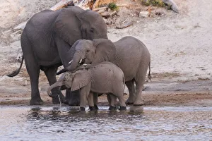 An elephant family (Loxodonta Africana) drinks and refreshes itself in the Chobe River An elephant family (Loxodonta Africana) drinks and refreshes itself in the Chobe River