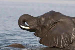 Images Dated 5th September 2012: Elephant (Loxodonda africana), Chobe National Park, Botswana