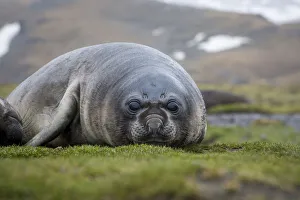 South Georgia Island Gallery: Elephant seal. Fortuna Bay, South Georgia Islands