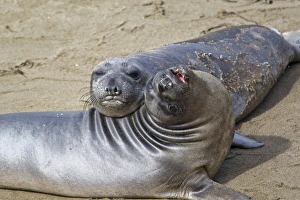 Elephant seal pups at the Piedras Blancas Elephant Seal Rookery near Cambria, California Elephant seal pups at the Piedras Blancas Elephant Seal Rookery near Cambria, California