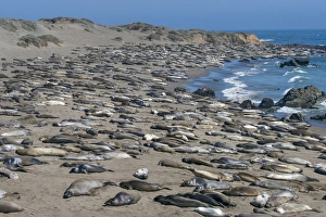 Elephant Seals on Beach, San Simeon, California Elephant Seals on Beach, San Simeon, California