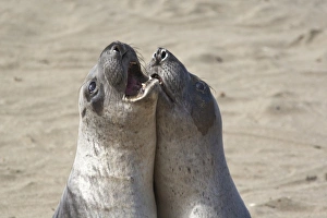Elephant seals spar at the Piedras Blancas Elephant Seal Rookery near Cambria, California Elephant seals spar at the Piedras Blancas Elephant Seal Rookery near Cambria, California