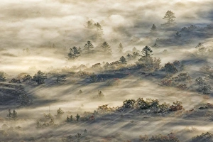 Elevated view of fog filled valley with trees emerging at sunrise, from Pounding Mill Overlook Elevated view of fog filled valley with trees emerging at sunrise, from Pounding Mill Overlook