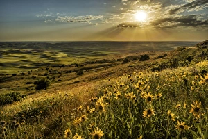Elevated view of wildflowers and rolling fields of wheat at sunset, Steptoe Butte Elevated view of wildflowers and rolling fields of wheat at sunset, Steptoe Butte