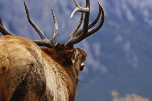 one elk bugling Estes Park, Colorado during rut one elk bugling Estes Park, Colorado during rut